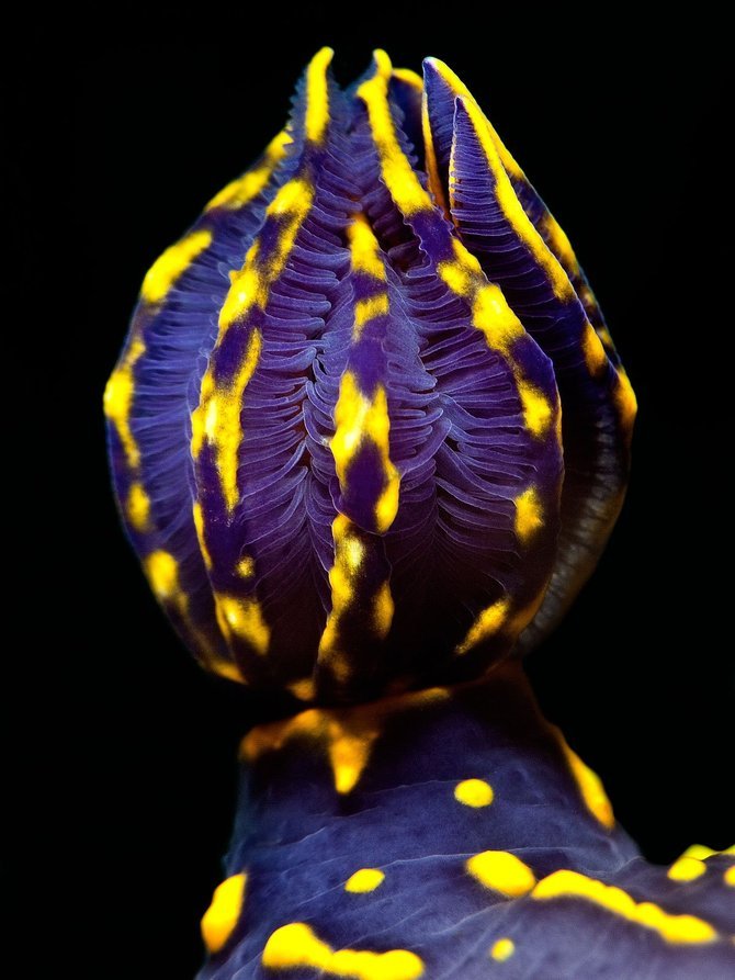 Nicholas Samaras漂亮的水下摄影作品