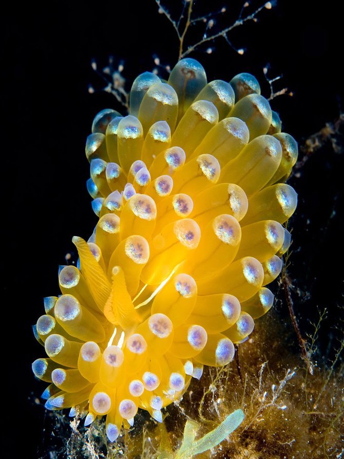 Nicholas Samaras漂亮的水下摄影作品