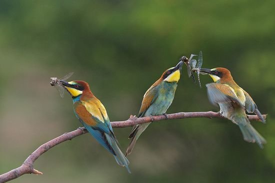40张漂亮的鸟摄影照片欣赏