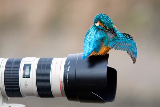 40张漂亮的鸟摄影照片欣赏