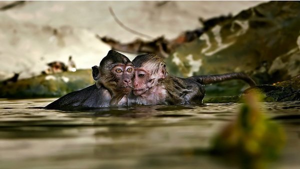 荷兰摄影师Edgar Thissen有趣的动物摄影作品