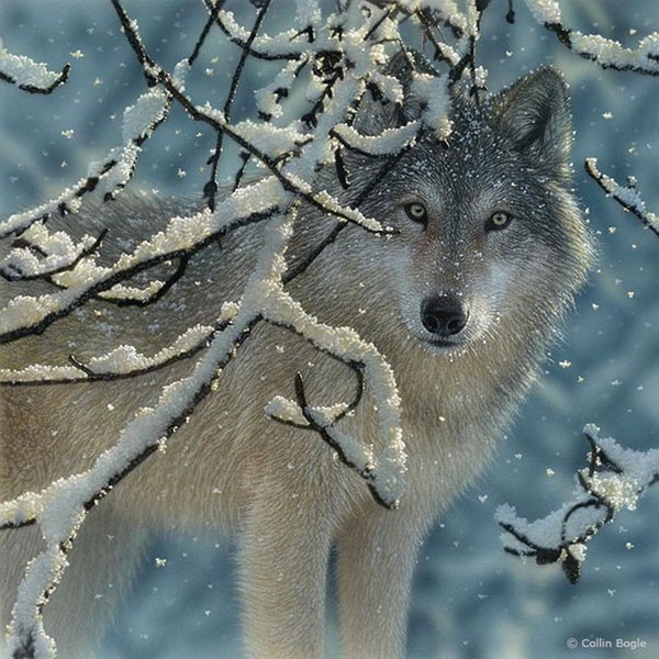 Collin Bogle超逼真的野生动物绘画作品欣赏