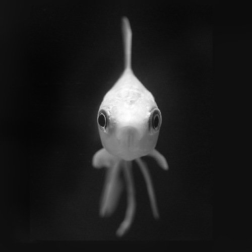 45张精美的水下生物摄影作品