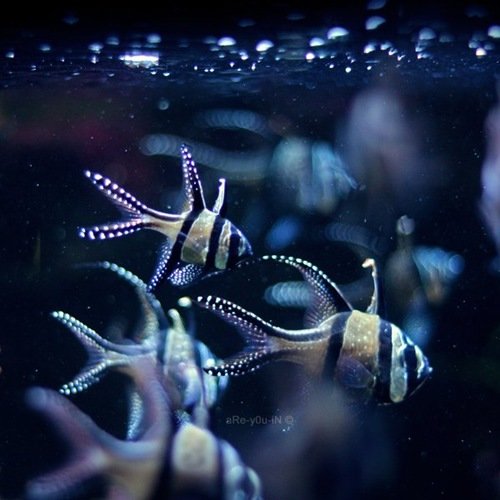 45张精美的水下生物摄影作品