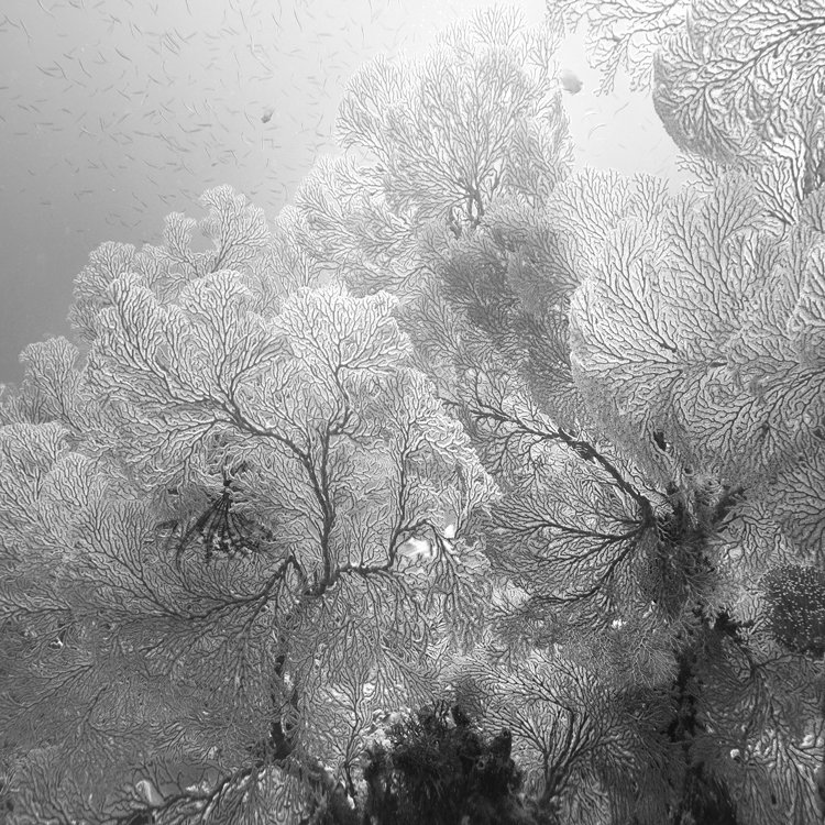 印尼摄影师Hengki Koentjoro水下黑白摄影欣赏