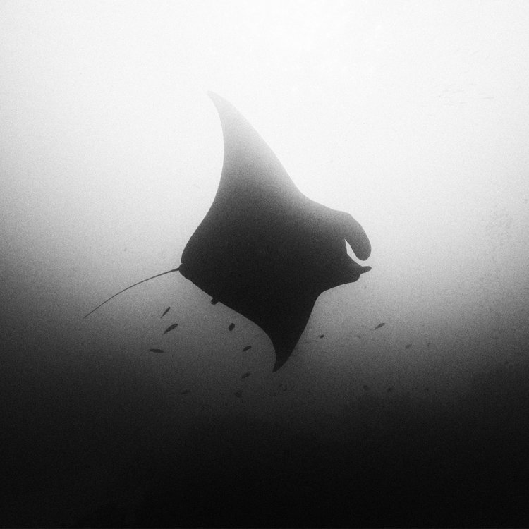 印尼摄影师Hengki Koentjoro水下黑白摄影欣赏