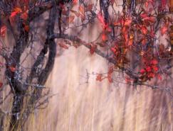 色彩的季节：绝美秋天风光摄影作品欣赏