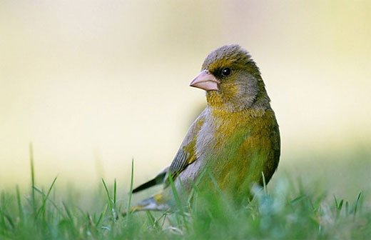 动物摄影：鸟类摄影教程
