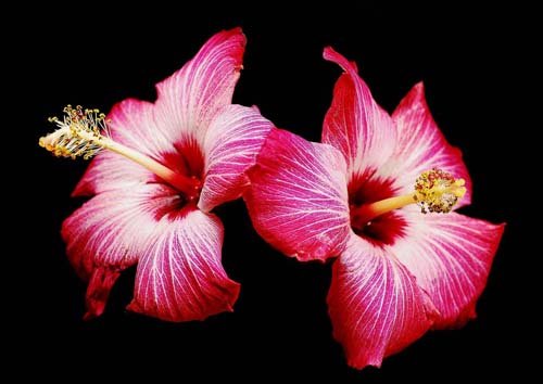25张美丽的花卉摄影欣赏