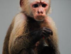 一图多解找出抠取毛发的最佳方法