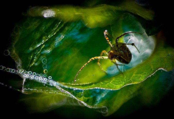 Magdalena Wasiczek超美的昆虫微距摄影