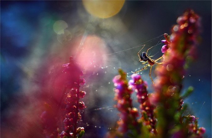 Magdalena Wasiczek超美的昆虫微距摄影