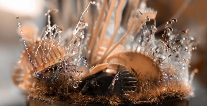 波兰摄影师Maja晶莹剔透的水珠微距摄影