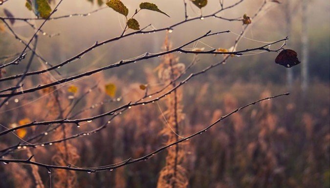 自然摄影欣赏：夏季和秋季