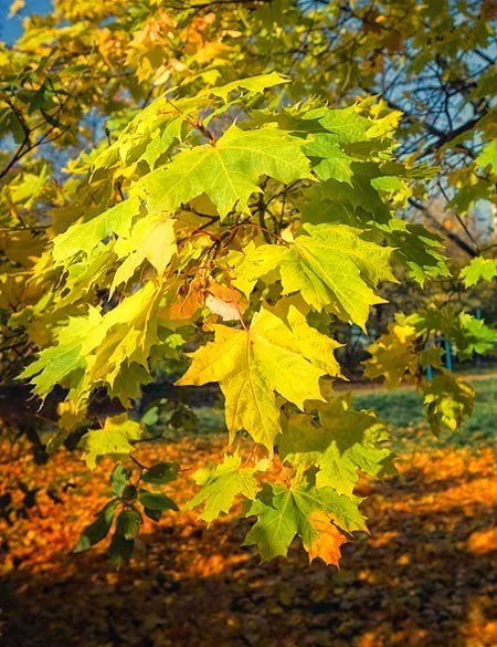 自然摄影欣赏：夏季和秋季