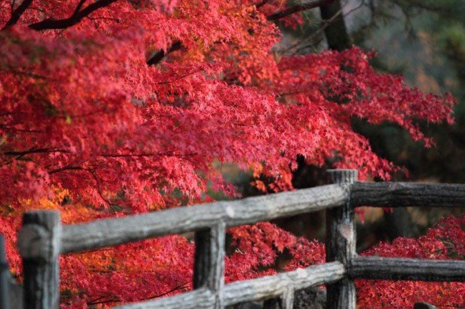 日本yoshi美丽的自然风光摄影