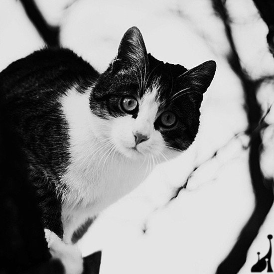 40张动物黑白摄影作品