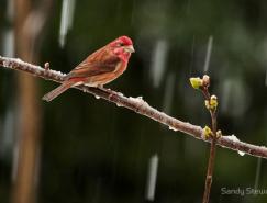 Sandy&nbsp;Stewart自然摄影