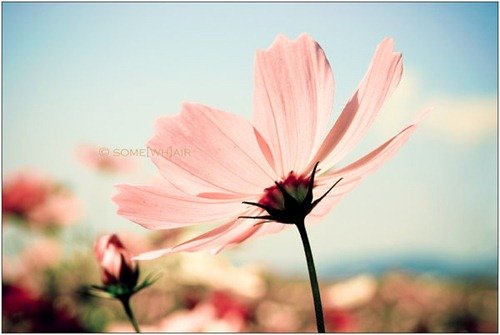 40例美丽的花卉摄影