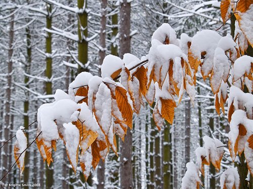 银装素裹的如画景色：冬季精美摄影作品