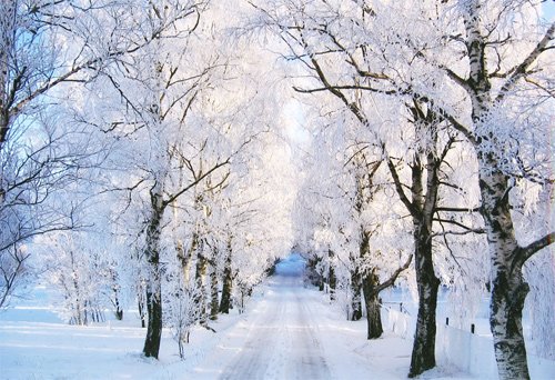 银装素裹的如画景色：冬季精美摄影作品