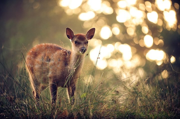 英国年青摄影师Andrew Evans：美丽的鹿