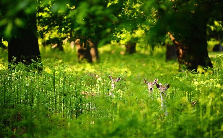 英国年青摄影师Andrew Evans：美丽的鹿