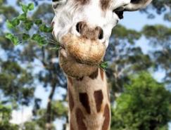 Massimo&nbsp;Righi逼真的动物3D作品