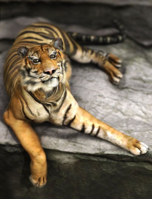 Massimo Righi逼真的动物3D作品