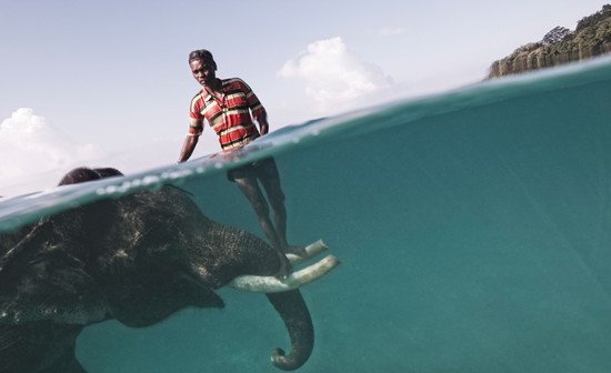 国家地理: 非常棒的动物摄影和水下摄影