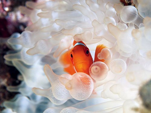 摄影欣赏：灿烂的海底世界