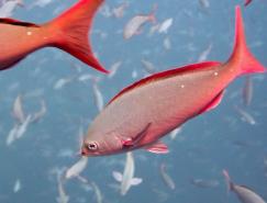 加拉帕戈斯群岛：风光和生态摄影