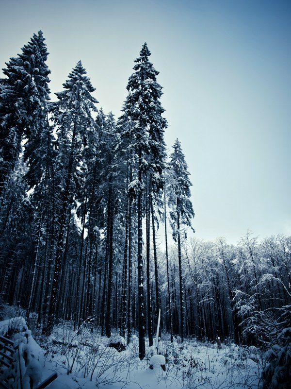 完美的冬季摄影作品
