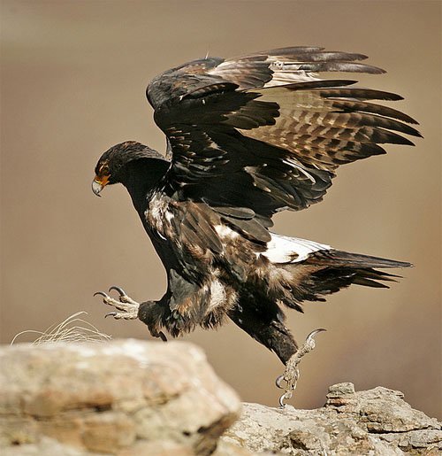 动物摄影欣赏：鹰