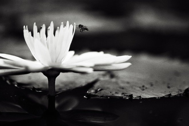 Sippanont Samchai美丽如诗般的黑白摄影