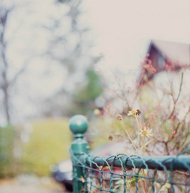 美丽无处不在：栅栏和篱笆摄影