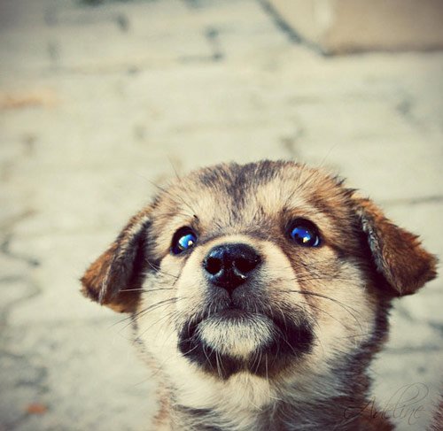 动物摄影：可爱的小狗
