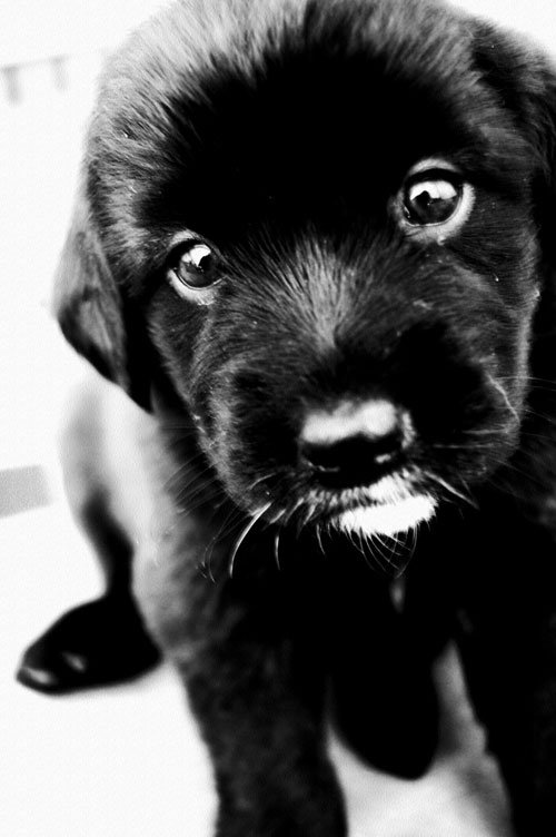 动物摄影：可爱的小狗