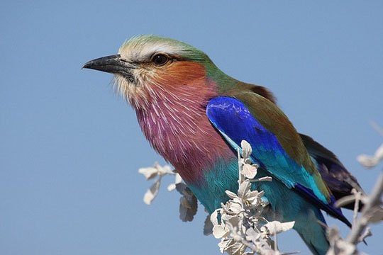 颜色的魔力：鸟类摄影作品
