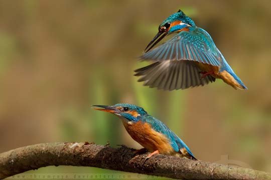 颜色的魔力：鸟类摄影作品