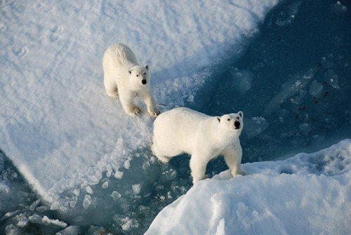 冰冻之美：南极和北极摄影作品