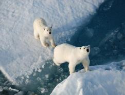 冰冻之美：南极和北极摄影作品