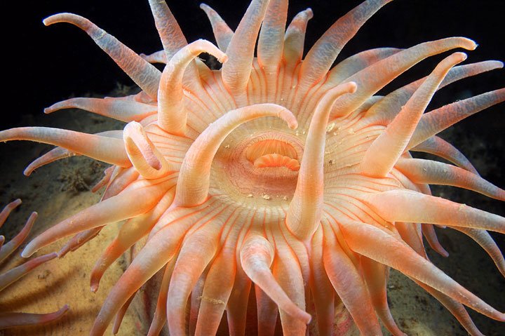 Alexander Semenov镜头下美丽的海洋生物