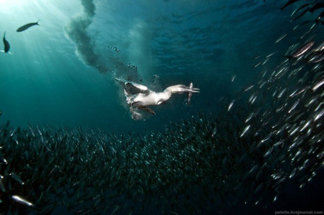 Alexander Safonov如画般的水下摄影