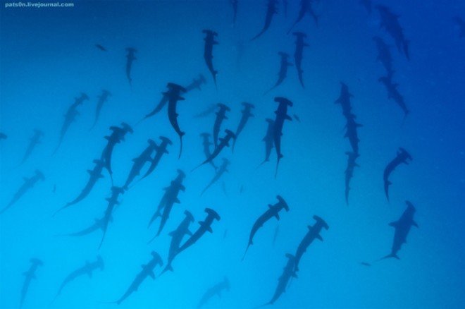 Alexander Safonov如画般的水下摄影