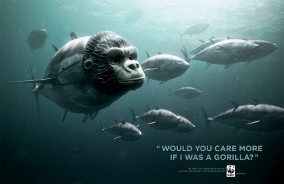 WWF：停止捕杀蓝鳍金枪鱼
