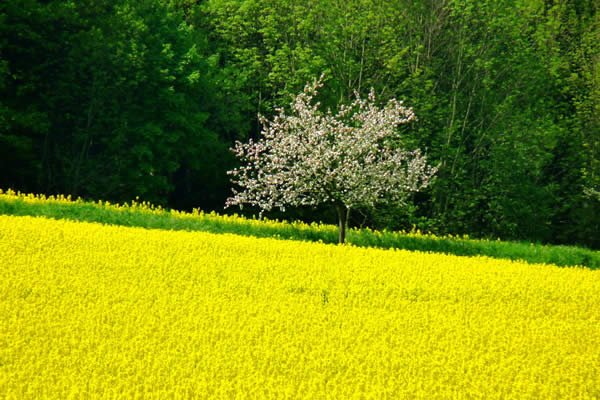 摄影欣赏：绿色和黄色结合的美妙摄影作品