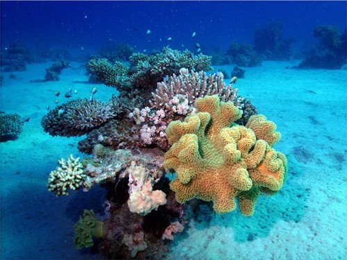 美丽的珊瑚摄影欣赏