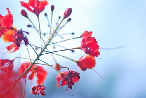 美丽的花卉图片摄影