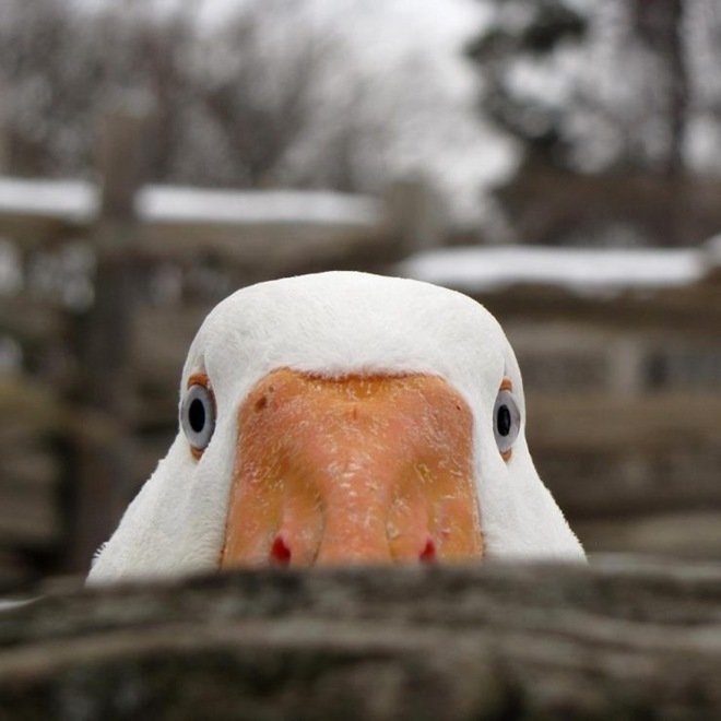 动物摄影：镜头捕捉鸟儿的精彩瞬间